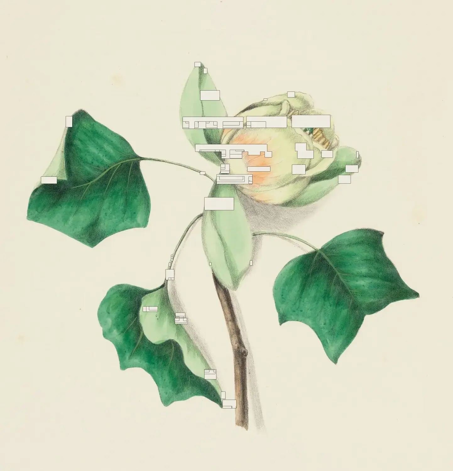 An illustrated botanical page with text removed