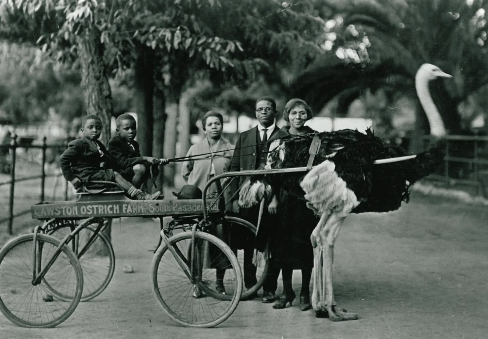 Family visiting the Cawston farm.  This ostrich was probably a prop as it reoccurs in near-identical family photos.